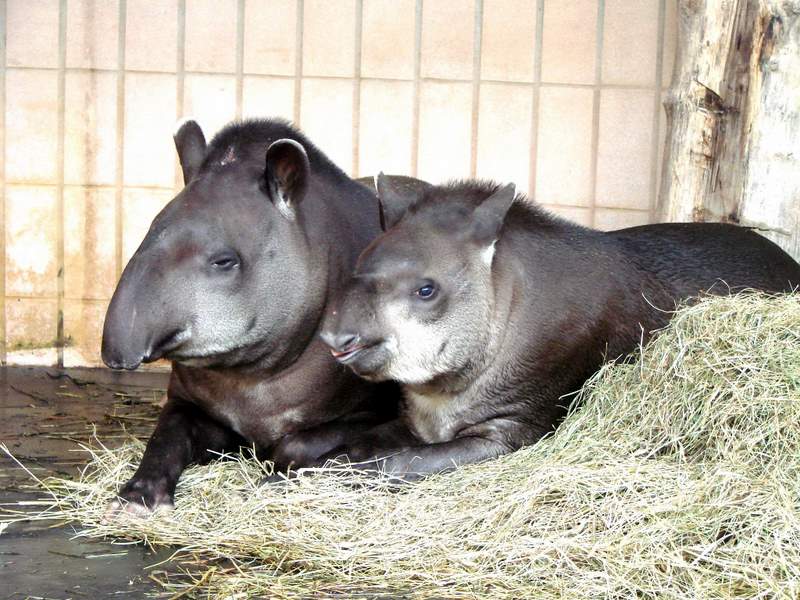 Südamerikahaus | Zoologischer Garten